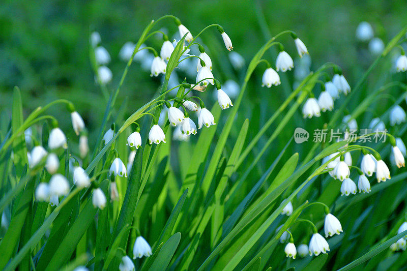 卢科琼弗纳姆 / 雪花